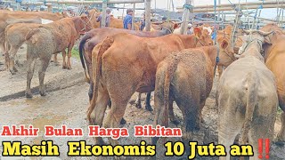 Betina 10 juta‼️ masih Ekonomis [upl. by Camarata940]