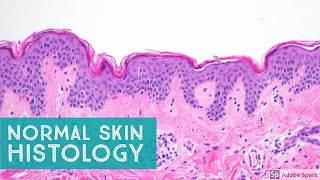 Normal Skin Histology  Explained by a Dermatopathologist [upl. by Lleoj530]