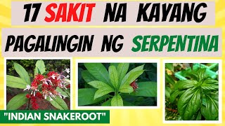 SERPENTINA  mga SAKIT na kayang pagalingin at BENEPISYO sa KATAWAN  Herbal Halamang Gamot [upl. by Magdala]