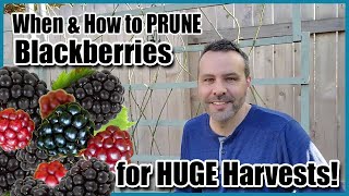 When amp How to Prune Blackberries for HUGE Harvests [upl. by Lamej]