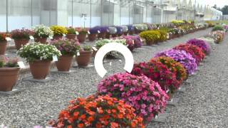 Cottage Farms Color Jubilee SunPatiens Collection on QVC [upl. by Sterrett]