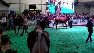 Dairy Grand Prix 2024  MaishofenSalzburg [upl. by Naaitsirhc188]