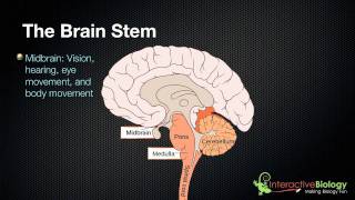 027 The 3 parts of the brain stem and their functions [upl. by Piefer816]