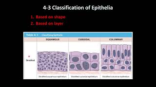 General Histology Epithelial Tissue Review [upl. by Enrak]