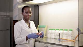 Detection of Salmonella spp in food samples YOUTUBE HD [upl. by Ellerred]