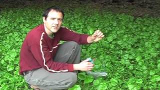 Miners Lettuce and chickweed [upl. by Vernon646]