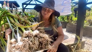 How to Harvest Elephant Garlic Your Ultimate Guide [upl. by Nickey]