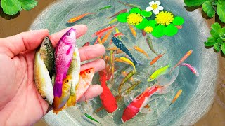 Catch Beautiful Aquarium Fish Pencilfish Helicopter Fish Samurai Fish Hatchetfish Dinosaur Eels [upl. by Airdnaxila]