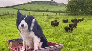 Awesome sheepdog herding sheep at work  running border collie [upl. by Savick]