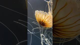 Stunning Pacific Sea Nettle Jellyfish in Action DeepSea [upl. by Nancey788]