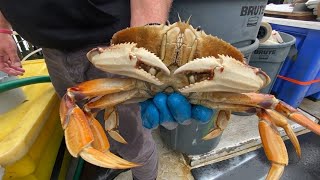 CAs commercial Dungeness crab season delayed until at least midDecember officials say [upl. by Llewsor]