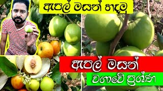 කොළ පාට ඇපල් වගේම හැදෙන මසං apple masan wagawa  palathuru wagawa  gewathu wagawa [upl. by Port]