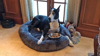 Happy Great Dane Enjoys Dinner in her Bed [upl. by Neerroc]