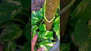 Pruning is best for growing more branches in money plant pruning prune moneyplant shubh vastu [upl. by Schertz]