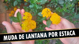 Como Fazer Muda de Lantana por Estaca ou Semente [upl. by Iraam]