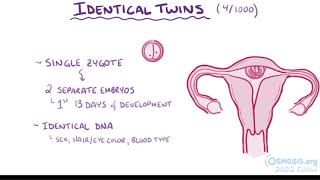 Development of twins [upl. by Haelak18]