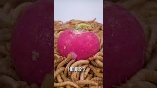 10 000 Mealworms vs RADISH [upl. by Casilda936]