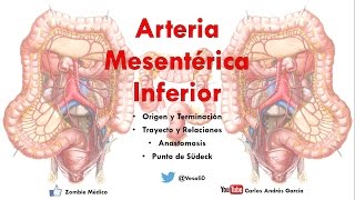 Anatomía  Arteria Mesentérica Inferior Origen Trayecto Relaciones Punto de Sudeck [upl. by Stallworth]