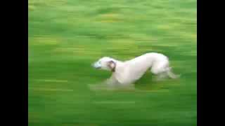 Whippet running at speed close up [upl. by Terri]