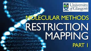 Restriction Mapping 1 [upl. by Ayetal]