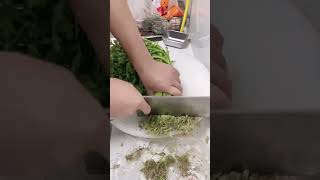 Chrysanthemum root cutting process [upl. by Nerol]