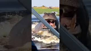 Hippos are Dangerous and Fast😱 [upl. by Gretna]