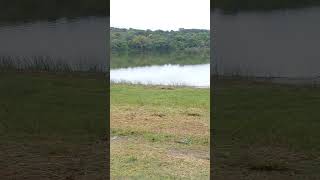 Big Hippo in the lake behind the Spar in Meerensee Richards bay Was 25meters away Had to stay safe [upl. by Hilaria]