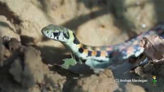 ヤマカガシ 泳ぐ姿、幼体など Tiger keelback Rhabdophis tigrinus [upl. by Aivatnuahs]