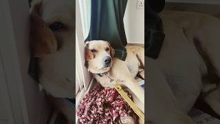 Soft skin ka Raj kya hai yuvimicky doglover funny shorts video [upl. by Melvin851]