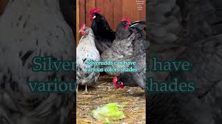 Silverudds Blå chickens eggs chicks rooster plumage colors silveruddsblå chickens chickenfarm [upl. by Asnerek]