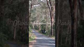 Towards Cape Otway light house via Otway National Park australia nationalpark melbournelife [upl. by Kalman552]