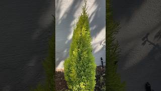 Cupressus macrocarpa “Wilma Goldcrest”  Lemon Scented Monterey Cypress cypress dwarf cupressus [upl. by Acnaiv]