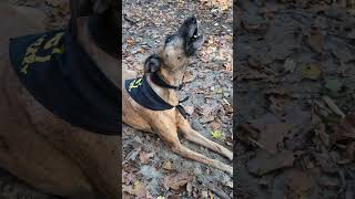 Howling🐶🚨🐺 dog galgo rescuedog pets doglife doglover howling [upl. by Nnylyma]