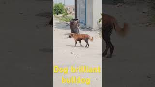 Red Russian 250 revolution 🦮 outstanding golden 🐕‍🦺 difference DOGS 🐕‍🦺 animals dog amazingdogs [upl. by Siriso437]