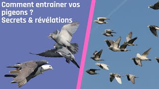 Comment entraîner vos pigeons  Secrets amp révélations [upl. by Riella899]