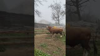 PRODAJA GOLUB 9501000KG TRENUTNO TEŠKAŠ INF NA FB FARMA FETIĆ ILI TIK TOK [upl. by Chavey748]