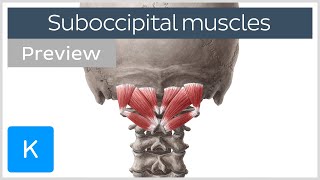 Overview of the suboccipital muscles preview  Human Anatomy  Kenhub [upl. by Assela]