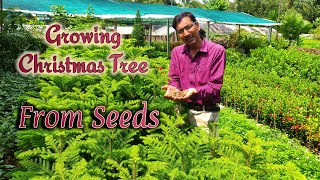 Growing Araucaria  Christmas Tree 🌲 from Seeds [upl. by Aisorbma]