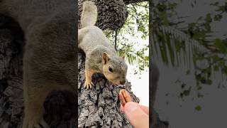 Going around the bend for breakfast with Squirrel Baby BG animals friends reels food cute love [upl. by Garbe]