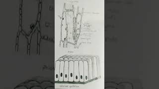 PhloemColumnar Epithelium drawing shorts [upl. by Lebaron]