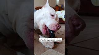 ALGUEM EXPLICA PRA MÁRCIA fyp cachorro americanbully pitbull dog foryoupage vovó [upl. by Innavoij330]