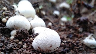 Saprophytic Fungi  Puffing Balls fungi [upl. by Nnaaras]