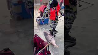 The process of catching silver carp on the frozen lake [upl. by Akinorev]