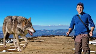 MAM ÎNTALNIT CU LUPUL  CE SĂ FACI CĂND TE ÎNTALNEȘTI CU ANIMALE SĂLBATICE [upl. by Lorinda]