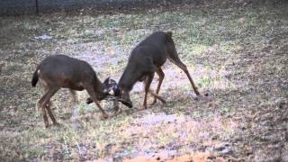 Blacktailed Deer Bucks Sparring [upl. by Aennyl]