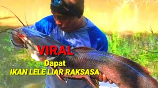 viral  MANCING IKAN LELE LIAR RAKSASA [upl. by Lipman]