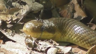 The Aesculapian snake Zamenis longissimus Elaphe longissima a nonvenomous snake [upl. by Laurence]