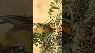 Romanza Barcelona birds birdsongrelaxation relaxingmusic [upl. by Siravaj]