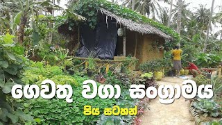 ගෙවතු වගා සංග්‍රාමය I Gewathu wagawa I Gardening [upl. by Franck]