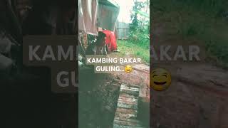 KAMBING GULING 2 [upl. by Isaak]